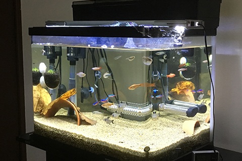 見落としてない!?水槽の水の透明度を左右する要因