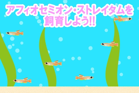 アフィオセミオン・ストレイタムを飼育しよう!!