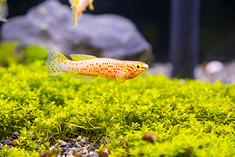アフィオセミオン・ストレイタムってどんな熱帯魚?