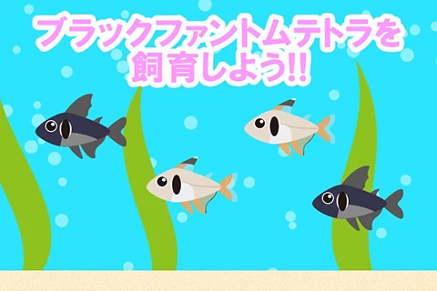 ブラックファントムテトラを飼育しよう!!