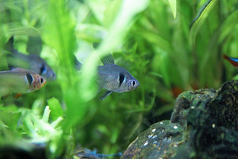 ブラックファントムテトラってどんな熱帯魚？