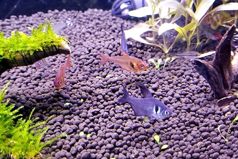 ブラックファントムテトラの飼育のコツ