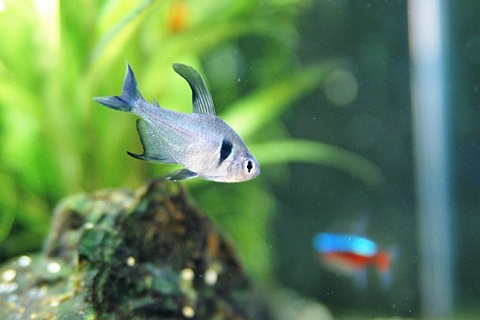 ブラックファントムテトラのまとめ