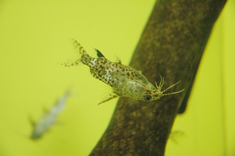 サカサナマズってどんな熱帯魚？