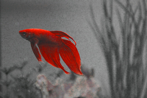 松かさ病に関するFAQ