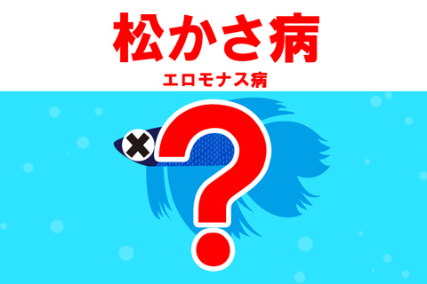熱帯魚がウオジラミ症になるとどうなる？症状は？