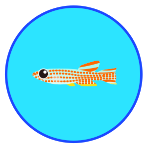 アフィオセミオン・ストレイタム