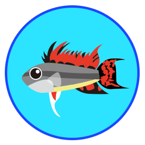 アピストグラマ