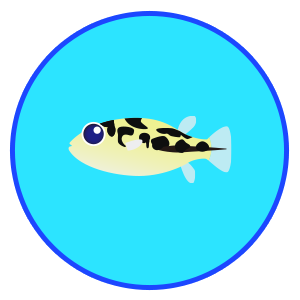 アベニーパファー