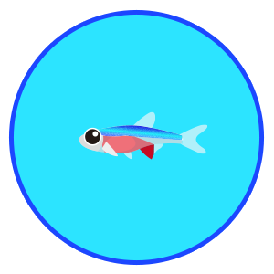 ラスボラ・アクセルロディ・ブルー