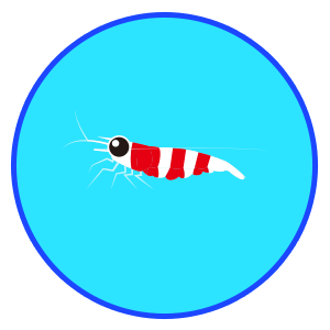 ビーシュリンプ