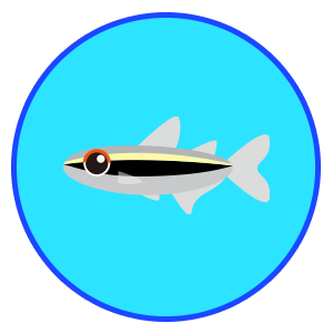 ブラックネオンテトラ