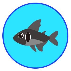 ブラックファントムテトラ