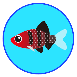 ブラックルビー