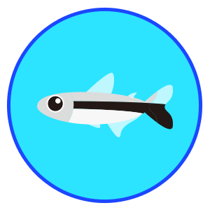 ペンギンテトラ