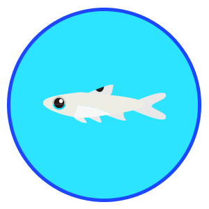 ブルーアイ・ラスボラ