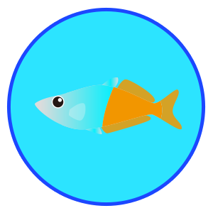 ハーフオレンジレインボー