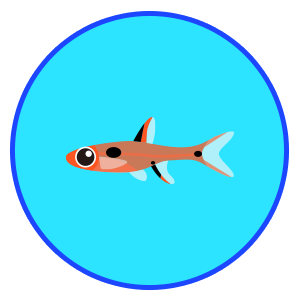 ボララス・マキュラータ