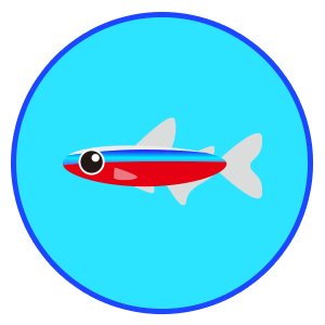 カージナルテトラ