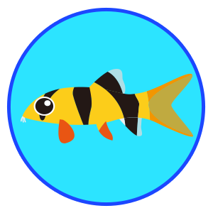 クラウンローチ