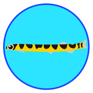 クーリーローチ