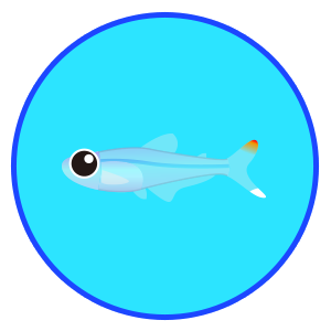 クリスタル・レインボーテトラ