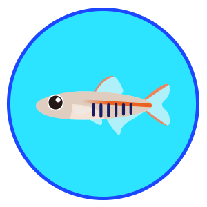 オレンジグリッター・ダニオ