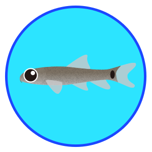 ドクターフィッシュ(ガラ・ルファ）