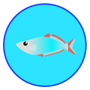 ネオンドワーフレインボー