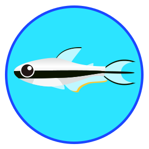 エンペラーテトラ