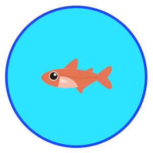 レッドテトラ(ファイヤーテトラ)