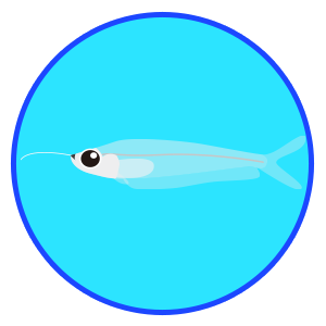 トランスルーセント・グラスキャット