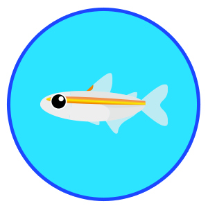 グローライトテトラ