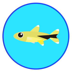 シルバーチップテトラ（ハセマニア）