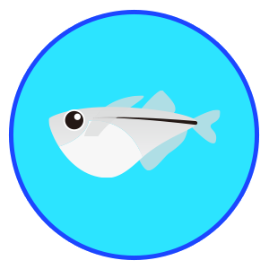 ハチェットフィッシュ