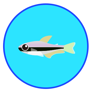 インパイクティス・ケリー