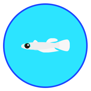 アフリカン・ランプアイ