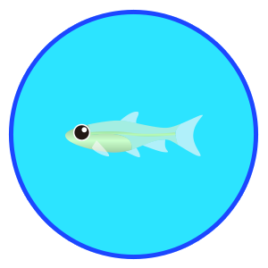 ミクロラスボラ・ブルーネオン