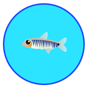 ミクロラスボラ・エリスロミクロン