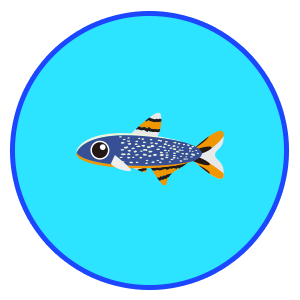 ミクロラスボラ・ハナビ