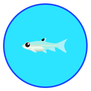 ミクロラスボラ・ナナ