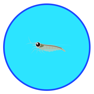 ミナミヌマエビ