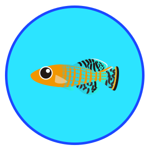 ノソブランキウス・ラコビー