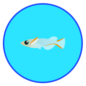 アフィオセミオン・ストレイタム