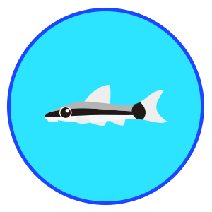 オトシンクルス