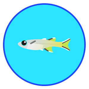 サザンブルーアイ・レインボー