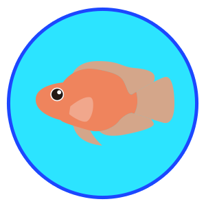 パロットファイヤー