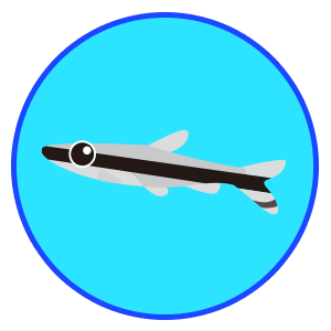 ペンシルフィッシュ