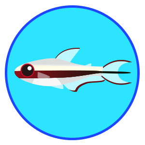 レインボーテトラ