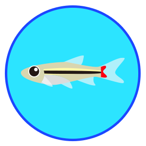 キンセン・ラスボラ